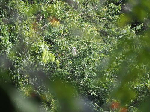Sulawesi Hawk-Eagle (Nisaetus lanceolatus), photo 4