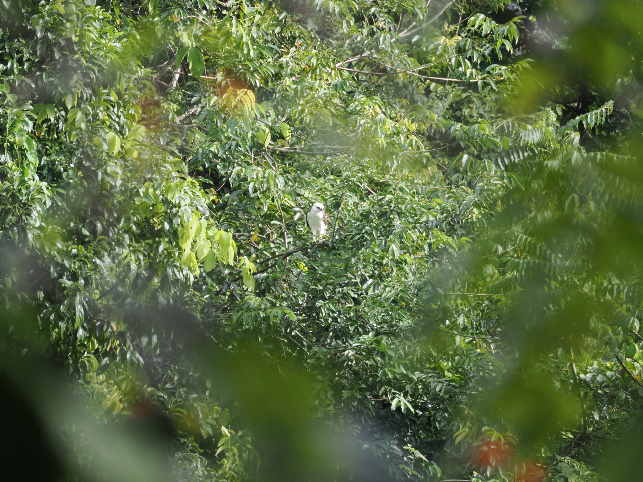 Sulawesi Hawk-Eagle (Nisaetus lanceolatus), photo 4