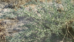 Cornulaca aucheri