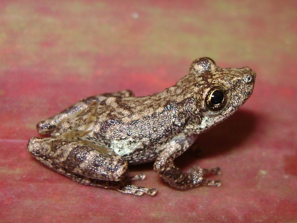 Serra Do Brigadero Snouted Tree Frog