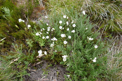 Image of Gentianella muelleriana by (c) Gary Williams, some rights reserved (CC BY-SA)