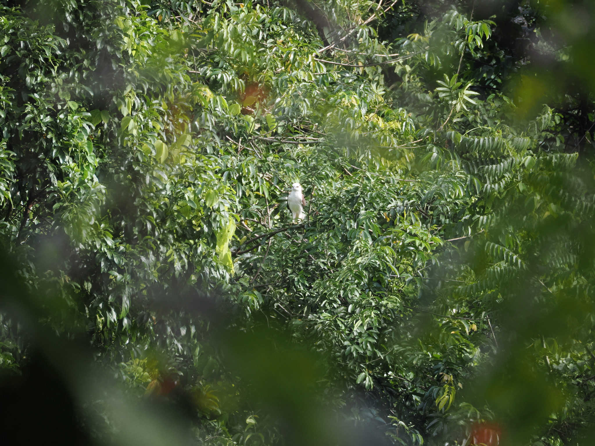 Sulawesi Hawk-Eagle (Nisaetus lanceolatus), photo 5