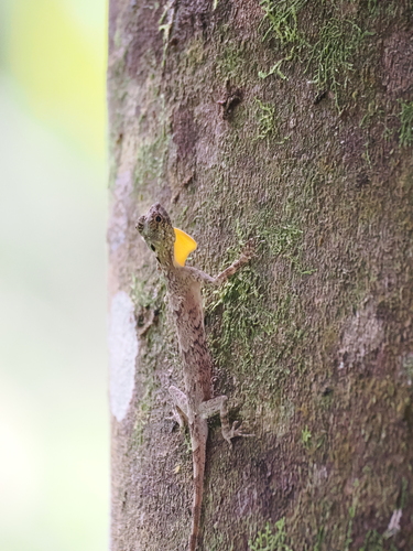 Draco spilonotus
