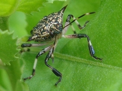 Eocanthecona furcellata