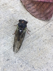 Neotibicen lyricen engelhardti
