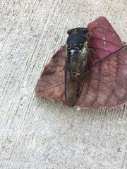 Neotibicen lyricen engelhardti