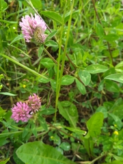 Trifolium pratense