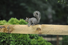 Sciurus carolinensis