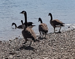 Branta canadensis