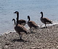 Branta canadensis