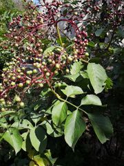 Sambucus nigra