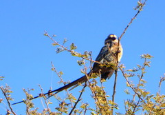 Urocolius indicus transvaalensis