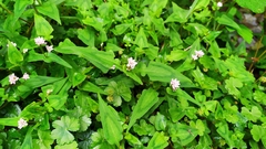 Persicaria runcinata