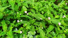 Persicaria runcinata