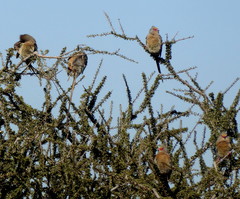 Urocolius indicus transvaalensis