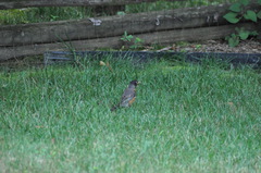 Turdus migratorius