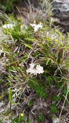 Filipendula kiraishiensis