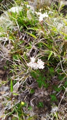 Filipendula kiraishiensis