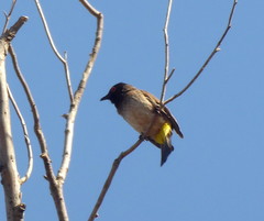 Pycnonotus nigricans superior