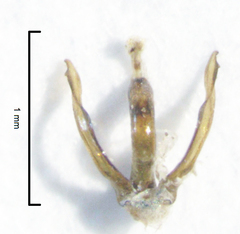 Paracatopina