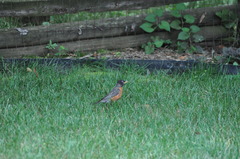 Turdus migratorius
