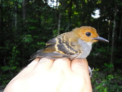 Willisornis poecilinotus