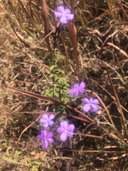 Jamesbrittenia grandiflora