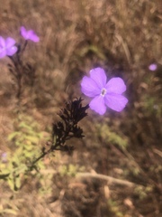 Jamesbrittenia grandiflora