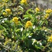 Cutler's Goldenrod - Photo (c) A. Drauglis, some rights reserved (CC BY-SA)