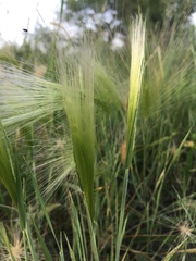 Hordeum jubatum