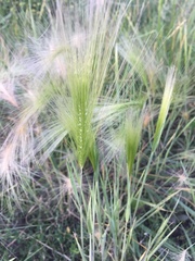 Hordeum jubatum