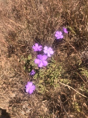Jamesbrittenia grandiflora