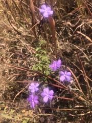 Jamesbrittenia grandiflora