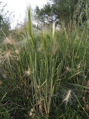 Hordeum jubatum
