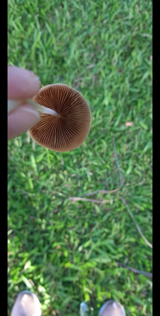 Conocybe apala · February 2025 · photo: © rafaperazzolo (iNaturalist, cc-by)