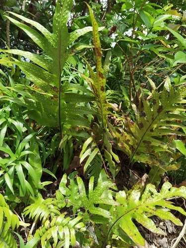 Phymatosorus scolopendria iNat (3)