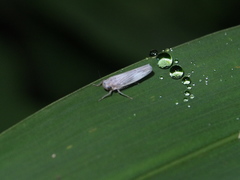 Cofana spectra