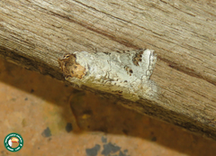 Sericochroa