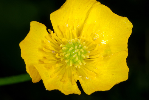 Ranunculus bulbosus iNat (1)