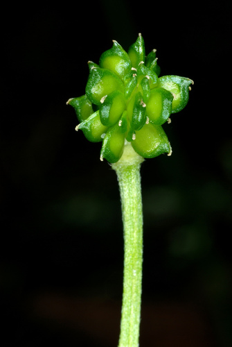 Gumbuotasis vėdrynas nuotrauka