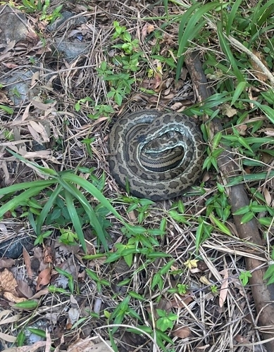 Coastal Carpet Python sighting