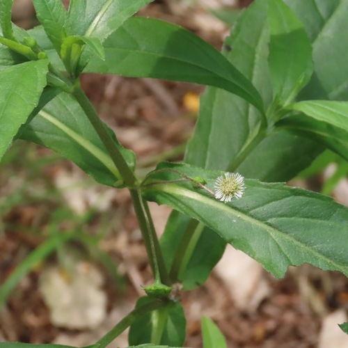 Eclipta prostrata (Eclipta prostrata)