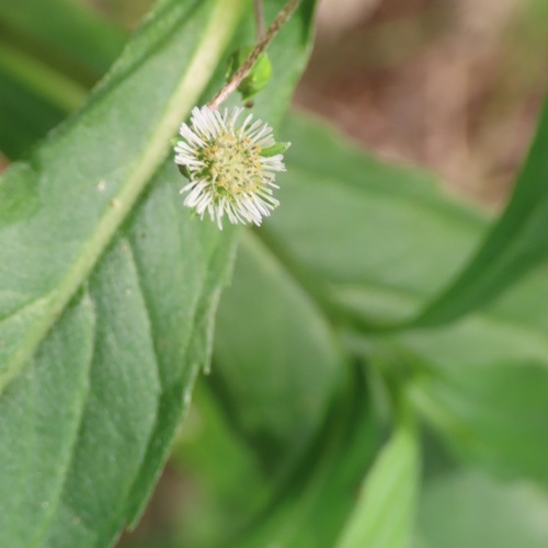 False Daisy (Eclipta prostrata)