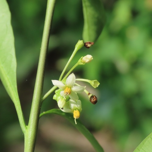 Amatillo (Solanum diphyllum)