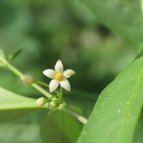 twoleaf nightshade (Solanum diphyllum)