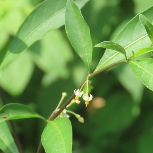 Amatillo (Solanum diphyllum)