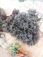 Gelidium pristoides