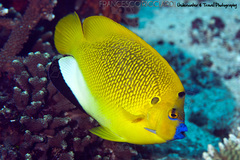 Apolemichthys trimaculatus