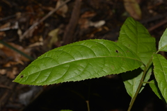 Ehretia acuminata