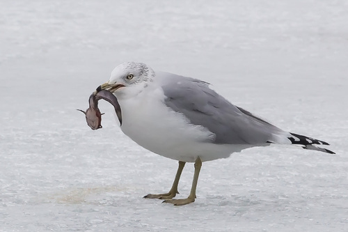 Ring-billed Gull photographed in New Jersey